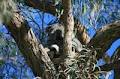 Discovery Holiday Parks - Port Stephens image 1