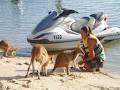 Jet Ski Safaris image 5