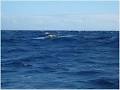 Kracka Racing Surfcraft image 1