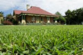 Lilydale Instant Lawn image 4