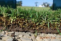 Lilydale Instant Lawn image 1