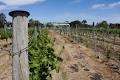 Moorabool Ridge Vineyard & Olive Grove image 3