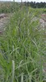 Native Seeds image 1