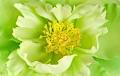 Online Flowers Perth image 6