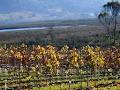 Panorama Vineyard image 1