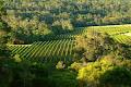 Pierro Margaret River Vineyards image 2