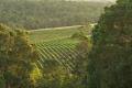 Pierro Margaret River Vineyards image 5