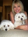 PoshDogs Grooming logo