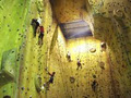 Sydney Indoor Climbing Gym, St Peters logo