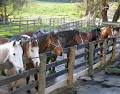 Tonimbuk Trail Rides image 3