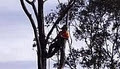 Aaron Tree Services image 3