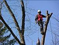 Aaron Tree Services image 1