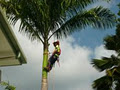 Adam's Tree Services image 2