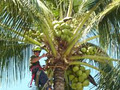 Adam's Tree Services image 1