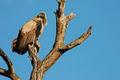 African Safari, Africa Tour Agency Brisbane - Encompass Africa image 6