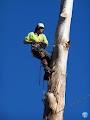 Agility Professional Tree Service image 2