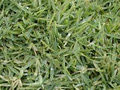 All Turf Solutions image 3