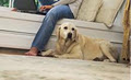 Alldry Carpet Cleaning logo