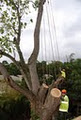 Arbortech Tree Services image 2