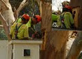 Arbortech Tree Services image 4