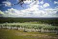 Bindi Wine Growers image 1