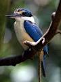 Birdworld Kuranda image 5