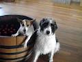 Cape Naturaliste Vineyard image 1