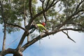 Chad's Tree Service Pty Ltd image 4