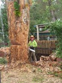 Colourful Tree Lopping & Stump Grinding logo