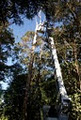 Custom Tree Services image 2