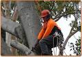 Daryl's Tree Care & Surgery image 1