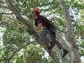 Evergreen Tree Care image 2