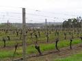 Holm Oak Vineyards image 4