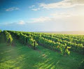 Hunter Valley Wine Tours | Wine Tours Down Under logo