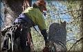 Jacob's Ladder Tree Service image 1