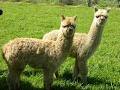 Kyeema Alpacas, Cashmeres, Suffolks image 4