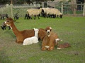 Kyeema Alpacas, Cashmeres, Suffolks logo