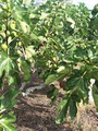 Leppington Valley Farm logo