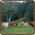 Mooyabil Farm Holidays image 2