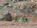 NT Birds image 2