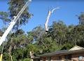 No Limit Tree Lopping Service Pty Ltd image 2