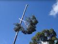No Limit Tree Lopping Service Pty Ltd image 4