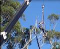 No Limit Tree Lopping Service Pty Ltd image 1