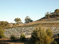 Redesdale Estate Vineyard image 6