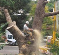 Sydney Tree Solutions image 2