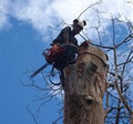 Sydney Tree Solutions image 5