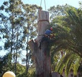 Sydney Tree Solutions image 1