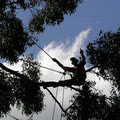 The Arborist image 1