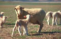 The Western Australian Farmers Federation (Inc.) (WAFarmers) image 2