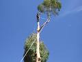 WA Regional Tree Services image 2